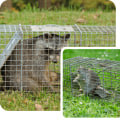 Combining Wildlife Removal Services with Efficient Lawn Equipment Solutions