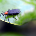 Beyond The Bugs: Why Wildlife Removal Services Matter In Greater Orlando