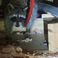 What Type of Habitat is an Animal Living in on My Property? A Guide to Wildlife Removal Services