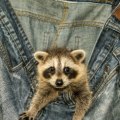 Can a wildlife removal service help me determine what type of damage an animal has caused on my property?