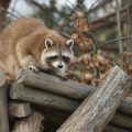 The Role Of Wildlife Removal Services And Wildlife Control In Sacramento's Urban Areas