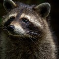 Wildlife Removal Services: How to Discourage Local Species from Entering Your Home