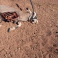 The Benefits of Humane Wildlife Removal Services
