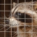 Humanely Relocating Animals Away from Your Property: What You Need to Know