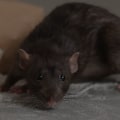 Rodent Control Strategies In Fayetteville: How Wildlife Removal Services Can Help
