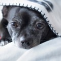 What to Do in an Emergency Animal Situation on Your Property