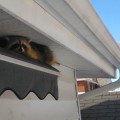 Wildlife Removal Services: What Insurance Coverage Do You Need?