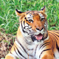 Promoting Wildlife in Your City: How to Protect and Prevent Issues