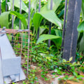The Risks of DIY Wildlife Removal