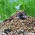 Identifying the Animal Causing Problems on Your Property: What You Need to Know