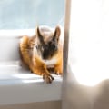 How to Choose a Reputable and Reliable Wildlife Removal Service
