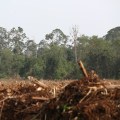 Wildlife Removal Services: How to Discourage Local Species from Entering Agricultural Lands and Farms