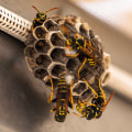 Effective Wasp Control in Yorkshire by Apex Pest Control