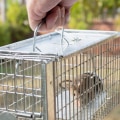 How to Determine How Long an Animal Has Been Living on Your Property with a Wildlife Removal Service