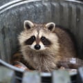 Wildlife Removal Services: How to Determine Health Risks on Your Property