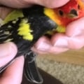 What to Do When You Find an Injured Animal on Your Property