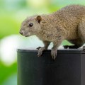 Calgary Critter Conundrum: Navigating Wildlife Removal Services In The City