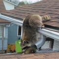 How to Tell if a Wildlife Removal Service Technician Has Removed an Animal from Your Property