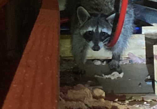 Can a wildlife removal service help me determine how many animals are living on my property?