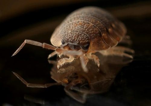 How Bug Service In Woodstock, GA Can Help With Wildlife Removal