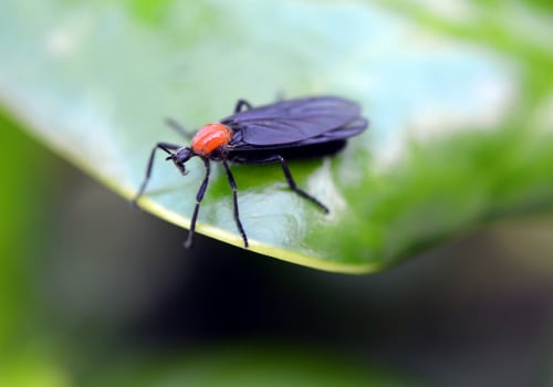 Beyond The Bugs: Why Wildlife Removal Services Matter In Greater Orlando