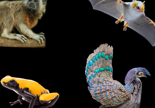 Does a Wildlife Removal Service Provide Educational Resources About Local Species and Their Habitats?