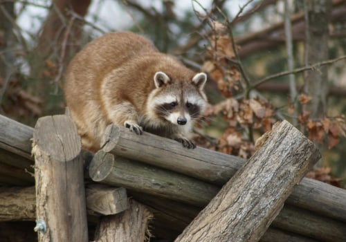 The Role Of Wildlife Removal Services And Wildlife Control In Sacramento's Urban Areas