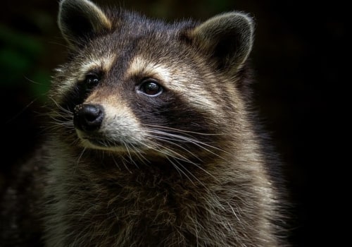 Wildlife Removal Services: How to Discourage Local Species from Entering Your Home