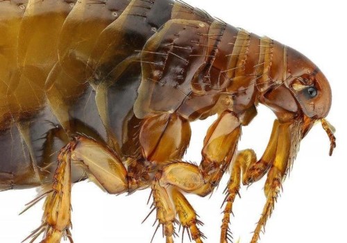 Everything You Need to Know About External Parasites