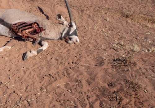 The Benefits of Humane Wildlife Removal Services
