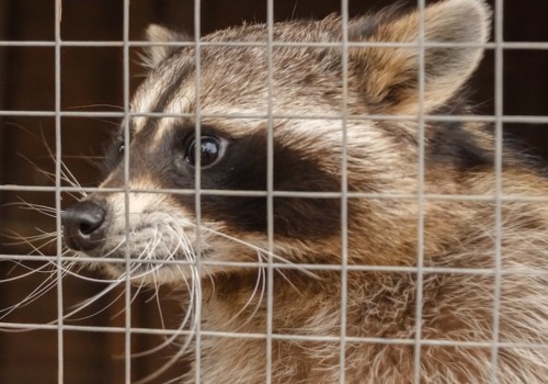 Humanely Relocating Animals Away from Your Property: What You Need to Know