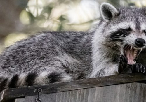 Wildlife Removal Services: What to Look For and How to Choose