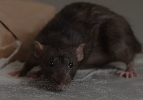 Rodent Control Strategies In Fayetteville: How Wildlife Removal Services Can Help