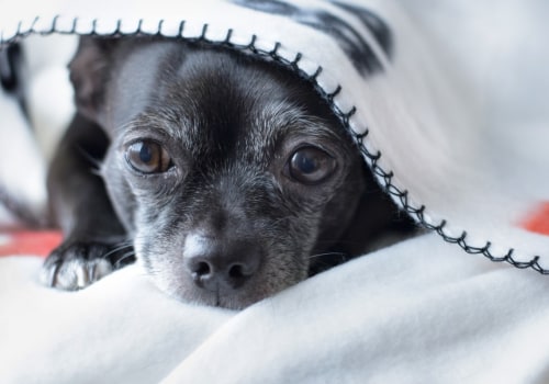 What to Do in an Emergency Animal Situation on Your Property