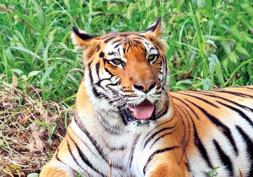 Promoting Wildlife in Your City: How to Protect and Prevent Issues