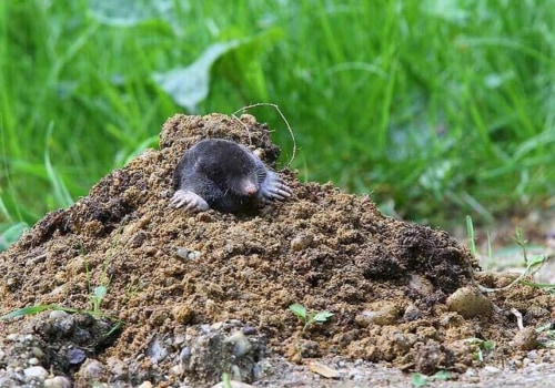 Identifying the Animal Causing Problems on Your Property: What You Need to Know