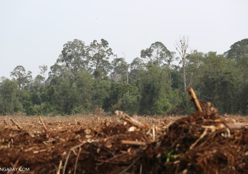 Wildlife Removal Services: How to Discourage Local Species from Entering Agricultural Lands and Farms