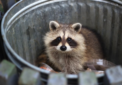 Wildlife Removal Services: How to Determine Health Risks on Your Property