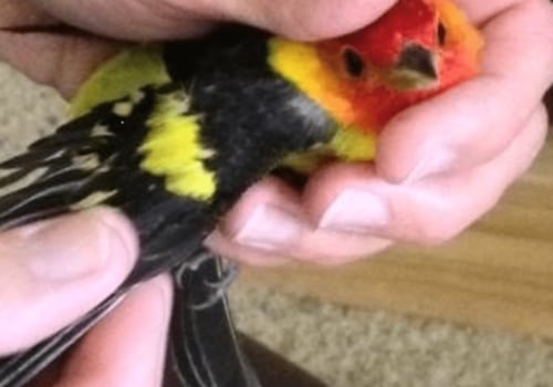 What to Do When You Find an Injured Animal on Your Property