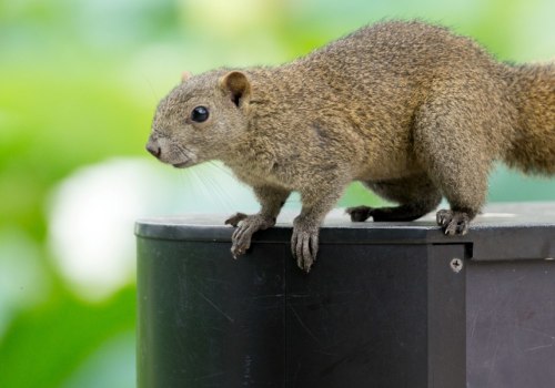 Calgary Critter Conundrum: Navigating Wildlife Removal Services In The City
